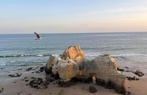 GM Premium Portimão - Foto 67