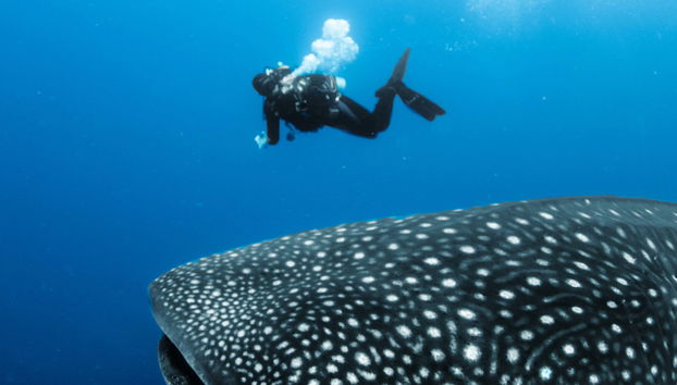 Nado con tiburones ballena