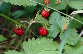 Domki na Górniej Łące - Domek Górny - Foto 67