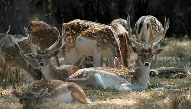 Biglietti per Parc Samà - Foto 3