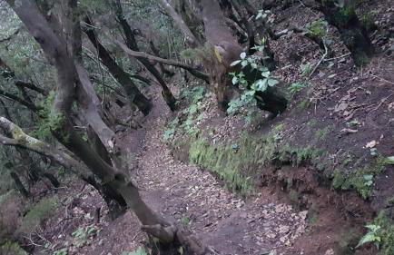 La Casita de Omar en el corazón de Anaga y La Laguna - Foto 52