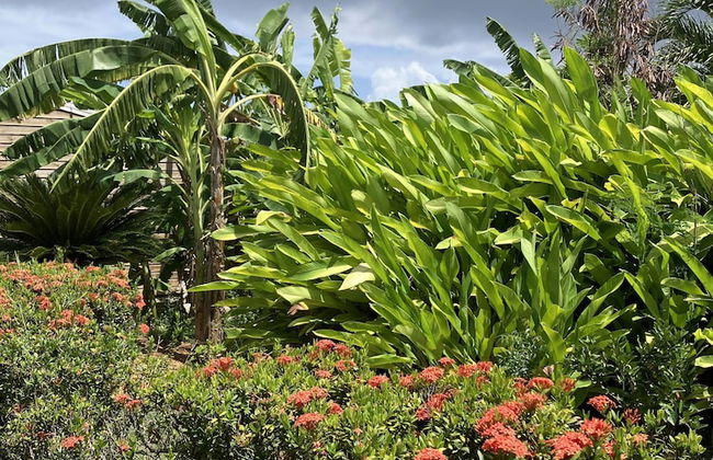 Gite Ty Koko Gadeloupe - Foto 75