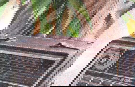 Pousada Pouso das Araras - Foto 59