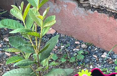 CASA GRANDE FINCA EL CALABRES - Foto 49