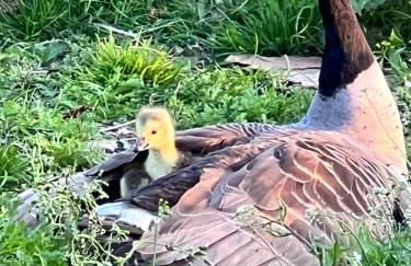 THE HAYLOFT CHESHIRE - Photo 23