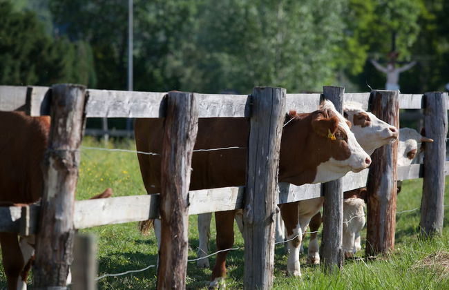 Agriturismo I Comelli - Foto 73