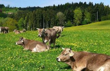 Ferienwohnung Pickenhan - Foto 30