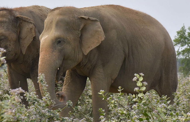 Excursión al Centro de Conservación y Cuidado de Elefantes - Foto 2