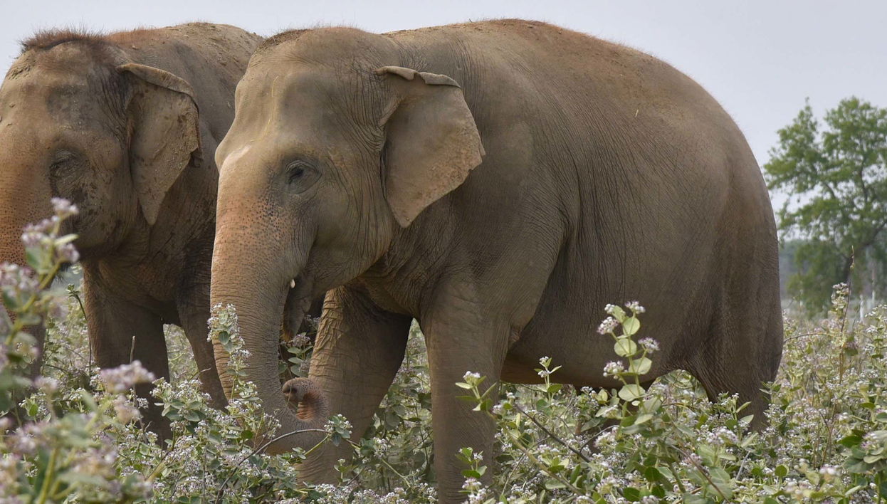 Excursion au Centre de conservation et de soins des éléphants