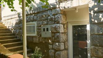 Aspidistra Shadow - Foto 4