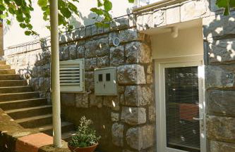 Aspidistra Shadow - Foto 4