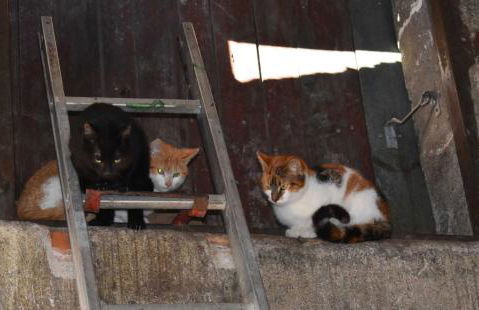 Landhaus am Bauernhof im Ostseeland - Foto 26