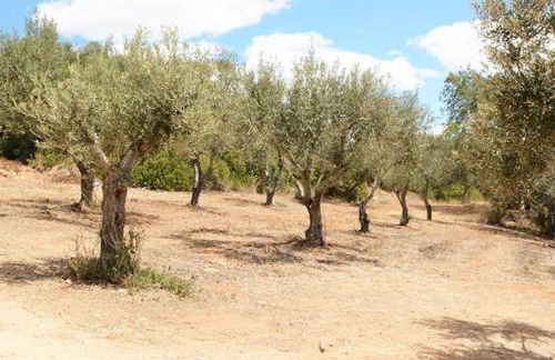 Quinta do Coelhoazul - Foto 16