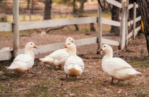 Chalet do Lago - Foto 59