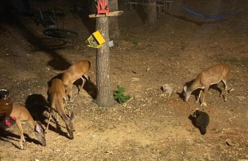 Lakeside Retreat on 10 Secluded Acres - Foto 51