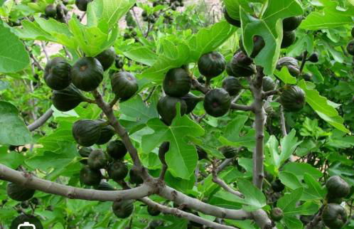 Cortijo EL LLANO - Foto 43