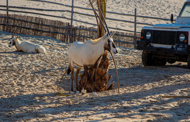 Al Majles Resort Day Pass - Photo 6