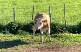 Agriturismo La Gemma del Parco - Foto 34