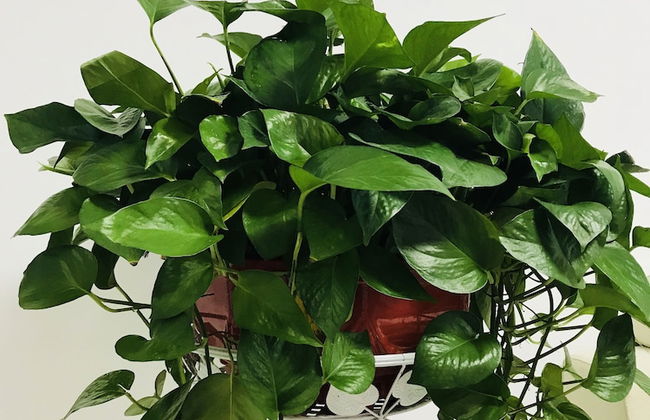 Bliss Guesthouse - Foto 31