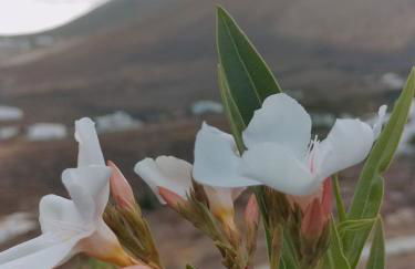 La Morreta Suites II - Lanzarote - Photo 20