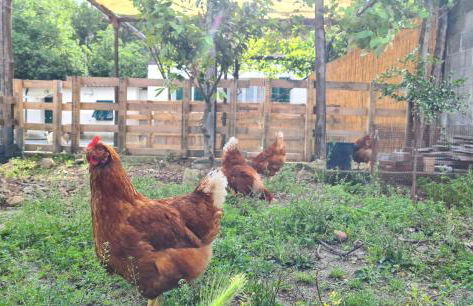 Tra mare e campagna - Photo 10