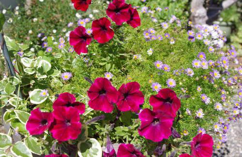 L'aligier - Les gites de Pierregras - Foto 19