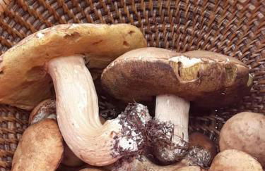 CASA BERNARD Zortea VANOI cuore verde del Trentino - Foto 28