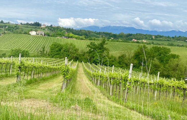 Premium Private Prosecco Hills Tour - 2 Cantine. Tour privato. - Foto 16