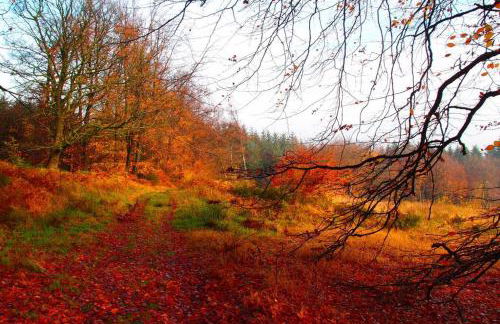 Upper Heath Farm - Stable Cottage Ludlow - Foto 7