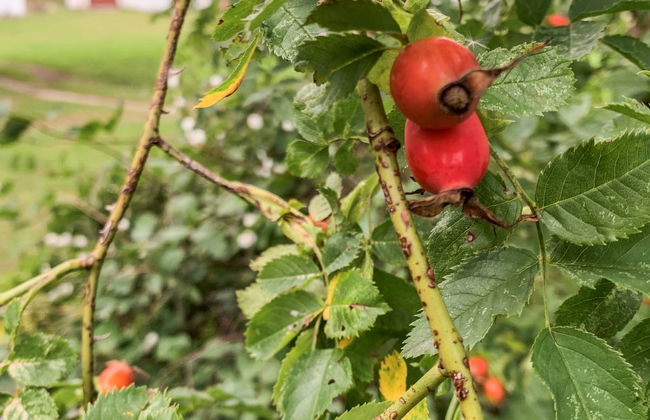 Dwór Szwałk - Foto 58