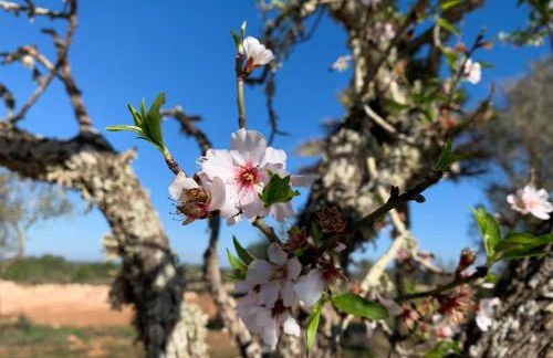 Blue Door Mallorca - Foto 23