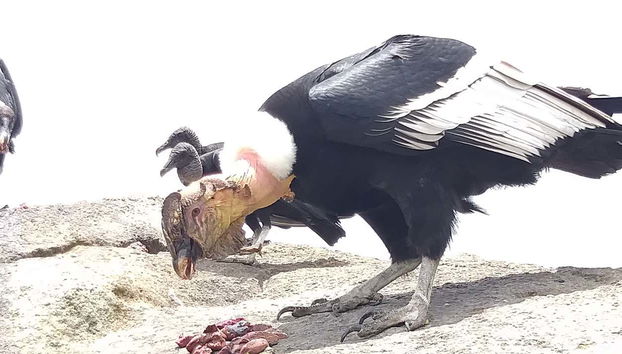 Condor Watching in Puracé + San Juan Hot Springs Tour - Foto 4