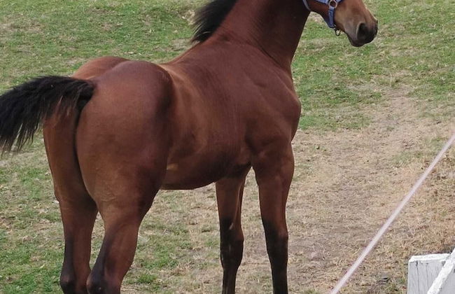 ESCUS HORSES - Foto 27