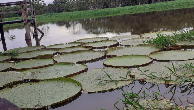 Amazon River Tour - Foto 5