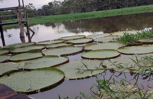 Amazon River Tour - Foto 5