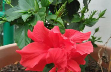 Casa Lanza - Foto 19