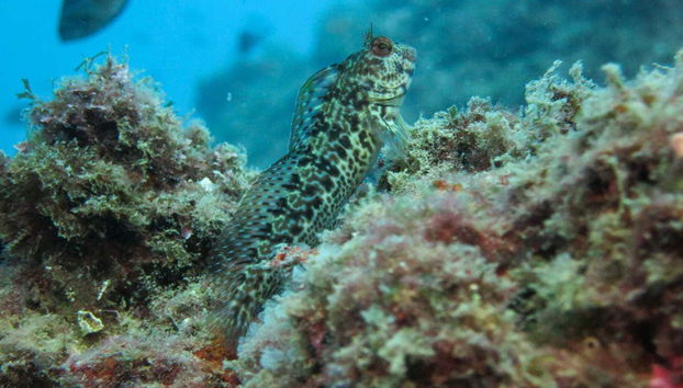 Beginner's Scuba Dive in Tarragona - Foto 4