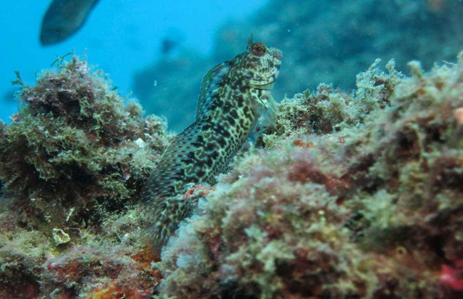 Beginner's Scuba Dive in Tarragona - Photo 4