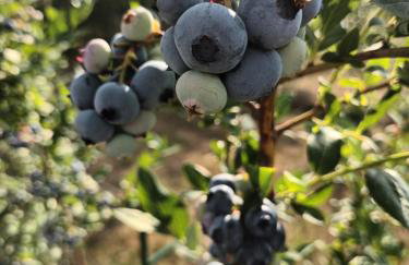 Bocianie Siedlisko - Foto 19