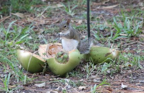 Royal Palms Villa, Pool, Spa, Private Gate, 1,5 acre - Foto 14