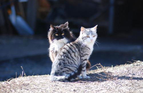 Apartments Dolomites "Mantingerhof" - Photo 22
