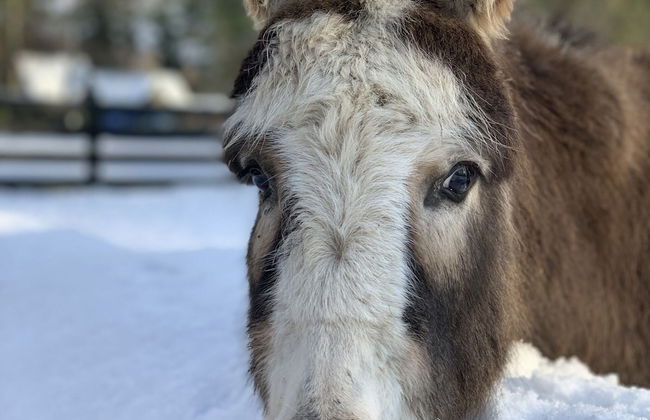Seepark Heidenholz, Plau am See - Foto 33