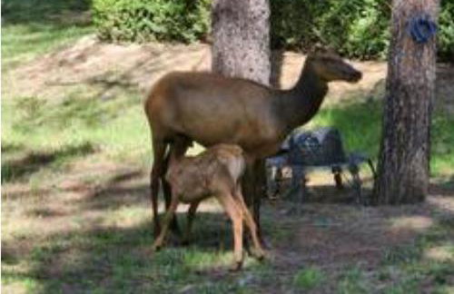 Chic Country Home in the Woods with Hot Tub - Foto 33
