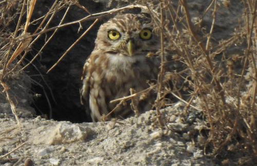 Villa Aries - Rural Chic Experience - Foto 35