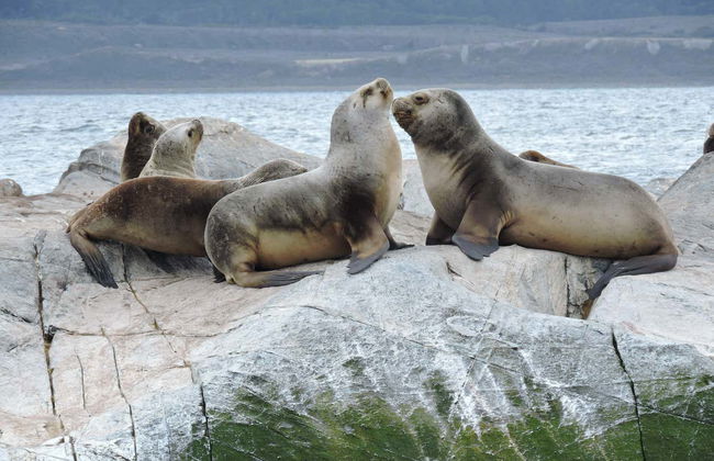 Beagle Channel Cruise and Sea Lion Island - Photo 6