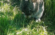 Blisko Lasu - Foto 65