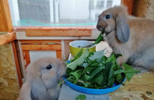 Zurück zur Natur - Urlaub im Zirkuswagen, Sommeratelier oder Schindelwagen - Foto 27
