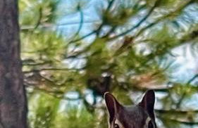 Totem Pole Lodge - Foto 22