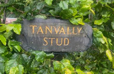 Tanvally Stud - Foto 12