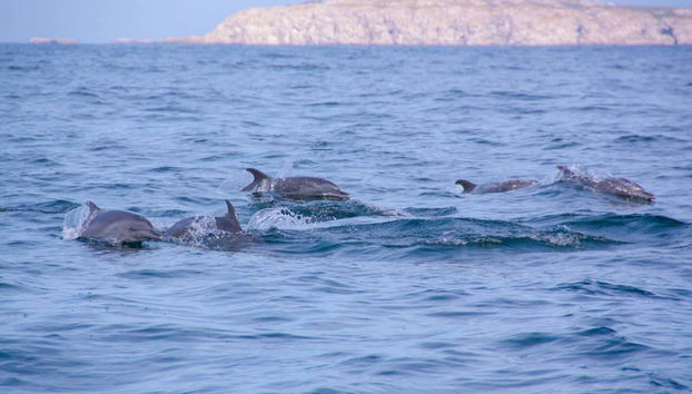 Marietas Islands Speedboat Tour - Foto 3